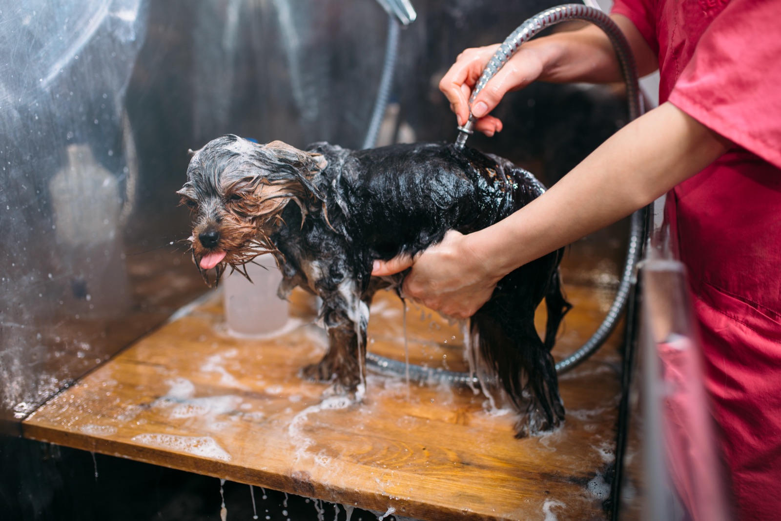 A small dog being rinsed during a bath